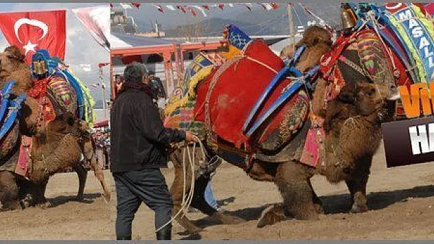 DEVE GÜREŞLERİ RENKLİ GÖRÜNTÜLERE SAHNE OLDU