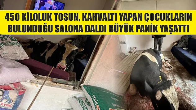 450 kiloluk tosun kahvaltı yapan çocukların bulunduğu salona daldı büyük panik yaşattı