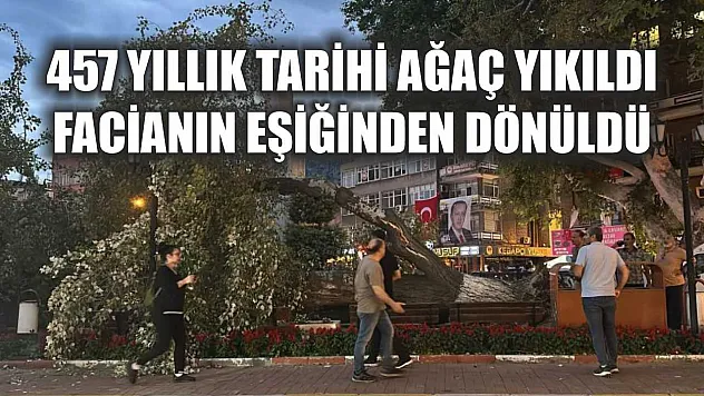 457 yıllık tarihi ağaç yıkıldı, facianın eşiğinden dönüldü