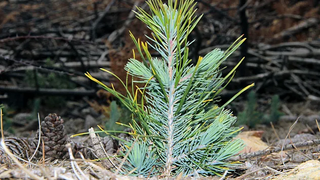 50 bin fidan toprakla buluşacak