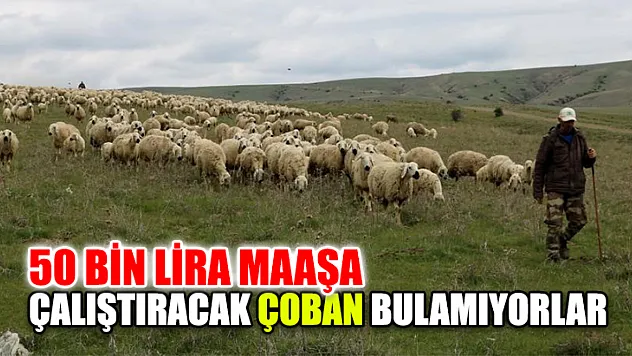 50 Bin Lira Maaşa Çalıştıracak Çoban Bulamıyorlar