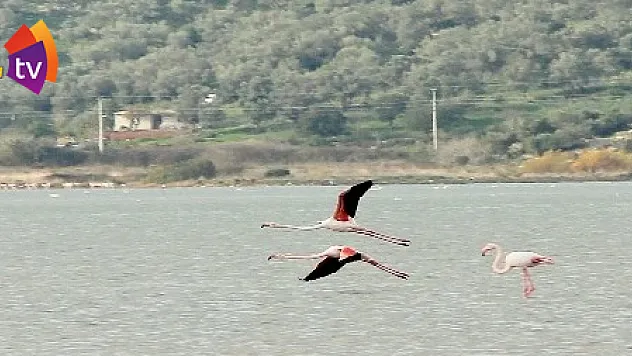 Flamingolar Bodrum'a akın etti