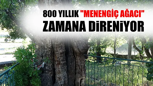 800 yıllık 'Menengiç ağacı' zamana direniyor