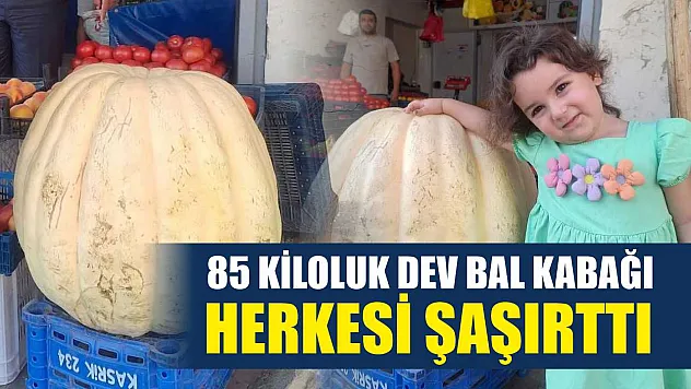 85 Kiloluk Dev Bal Kabağı Herkesi Şaşırttı