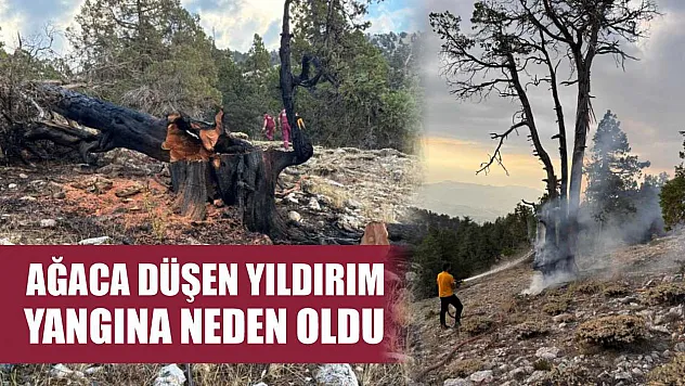 Ağaca düşen yıldırım yangına neden oldu