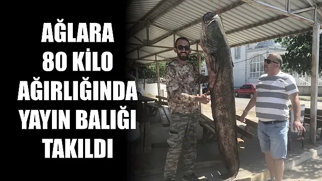 Ağlara 80 kilo ağırlığında yayın balığı takıldı