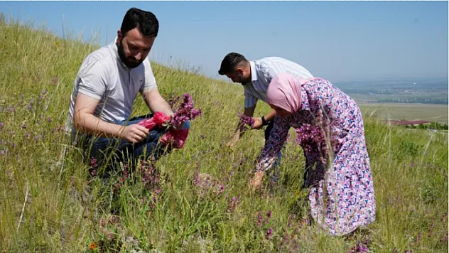 Ağrı Dağı eteklerinde toplanan bitkilerinden aromatik yağlar üretilecek