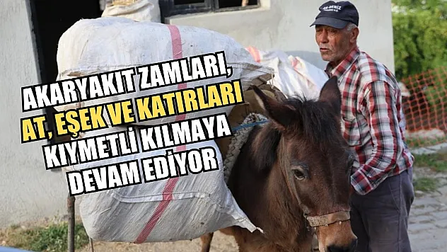 Akaryakıt zamları, at, eşek ve katırları kıymetli kılmaya devam ediyor