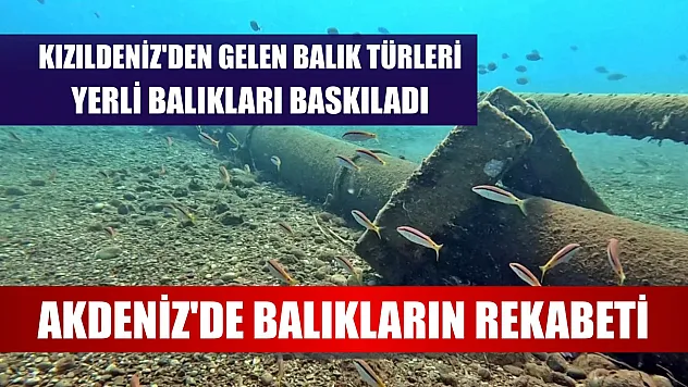 Akdeniz'de balıkların rekabeti: Kızıldeniz'den gelen balık türleri, yerli balıkları baskıladı