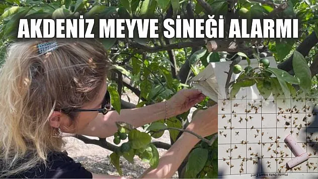 Akdeniz Meyve Sineği alarmı