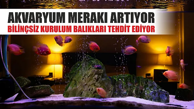 Akvaryum merakı artıyor, bilinçsiz kurulum balıkları tehdit ediyor