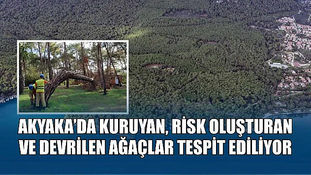 Akyaka'da kuruyan, risk oluşturan ve devrilen ağaçlar tespit ediliyor