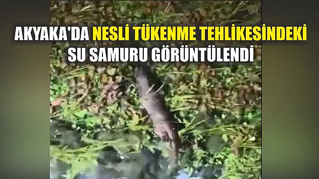 Akyaka'da nesli tükenme tehlikesindeki Su Samuru görüntülendi