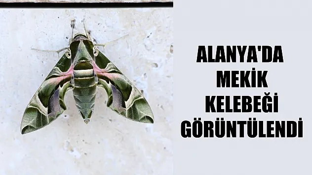 Alanya'da mekik kelebeği görüntülendi