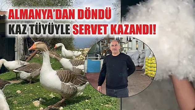 Almanya'dan döndü, kaz tüyüyle servet kazandı!