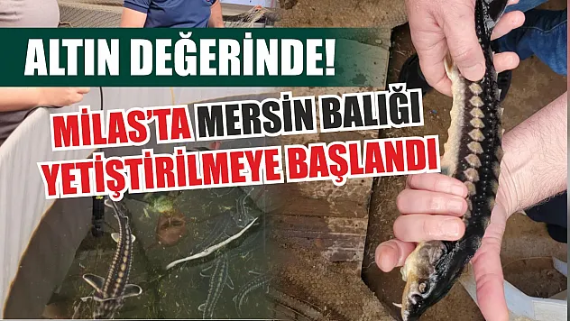 Altın değerinde! Milas'ta Mersin Balığı yetiştirilmeye başlandı