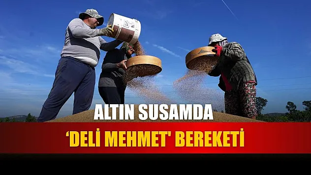 Altın susamda 'Deli Mehmet''bereketi