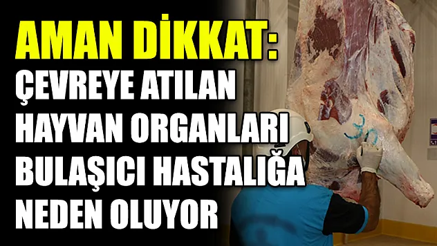 Aman Dikkat: Çevreye Atılan Hayvan Organları Bulaşıcı Hastalığa Neden Oluyor