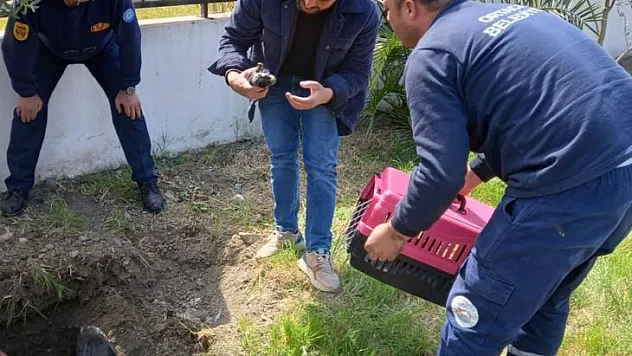 ANNE KÖPEK VE YAVRULARI KURTARILDI