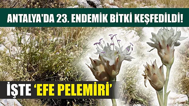 Antalya'da 23. Endemik Bitki Keşfedildi! İşte 'Efe Pelemiri'