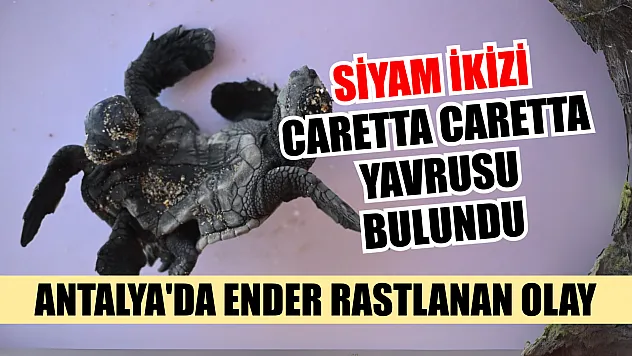 Antalya'da ender rastlanan olay: Siyam ikizi Caretta caretta yavrusu bulundu
