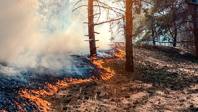 Antalya'da orman yangını çıkardıkları öne sürülen 6 şüpheli yakalandı