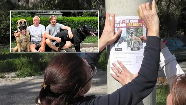 Antalya'da Rus sahipleri, kaybolan köpeklerini sokak sokak arıyor: Canlı bulana 100 bin, ölü bulana 10 bin ödül