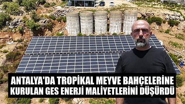 Antalya'da tropikal meyve bahçelerine kurulan GES enerji maliyetlerini düşürdü