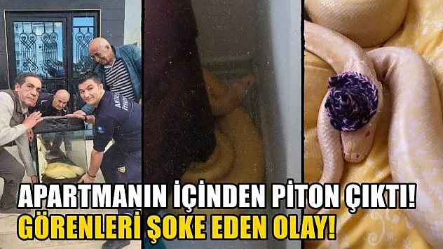 Apartmanın içinden piton çıktı! Görenleri şoke eden olay!