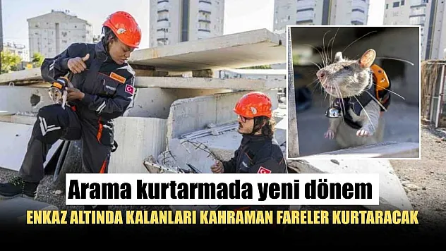 Arama kurtarmada yeni dönem: Enkaz altında kalanları kahraman fareler kurtaracak