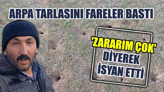 Arpa Tarlasını Fareler Bastı 'Zararım Çok' Diyerek İsyan Etti