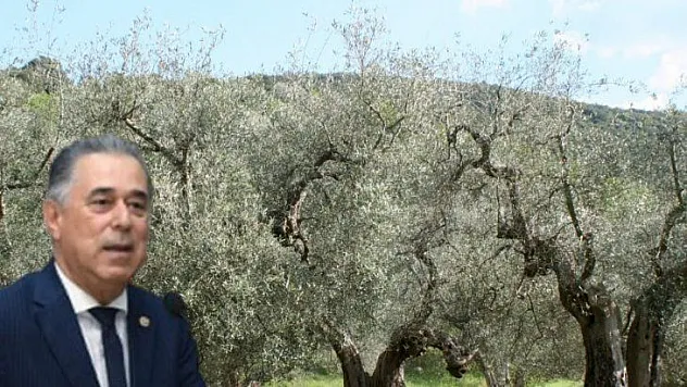 AŞIRI SICAKLAR ZEYTİNİ KURUTTU, MİLLETVEKİLİ ÖZCAN BAKAN'A SORDU!