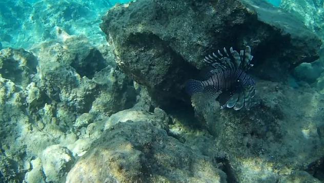 ASLAN BALIĞINI GÖRDÜĞÜ ANLARI ANLATTI