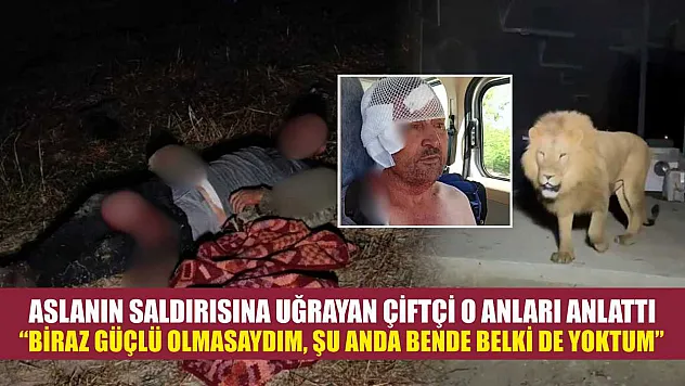 Aslanın saldırısına uğrayan çiftçi o anları anlattı: 'Biraz güçlü olmasaydım, şu anda bende belki de yoktum'