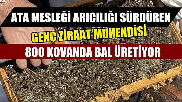 Ata mesleği arıcılığı sürdüren genç ziraat mühendisi, 800 kovanda bal üretiyor