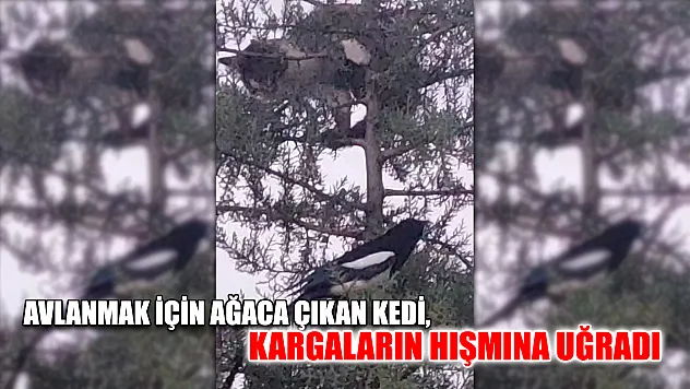 Avlanmak için ağaca çıkan kedi, kargaların hışmına uğradı