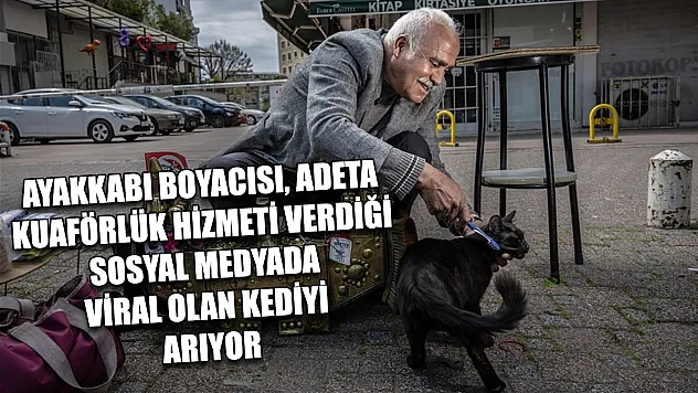 Ayakkabı boyacısı, adeta kuaförlük hizmeti verdiği sosyal medyada viral olan kediyi arıyor