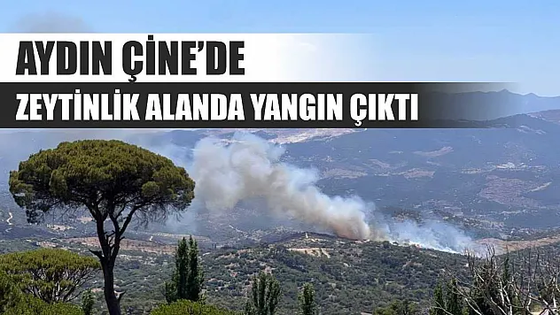 Aydın Çine'de zeytinlik alanda yangın çıktı
