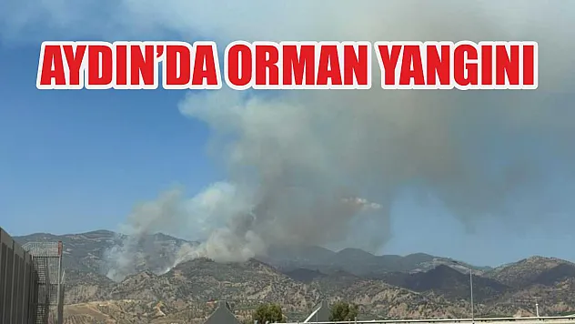 Aydın'da orman yangını