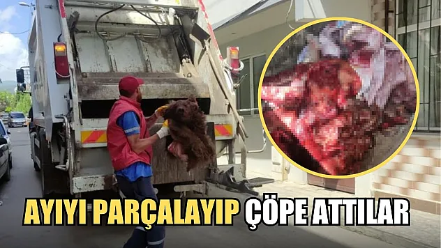 Ayıyı parçalayıp çöpe attılar