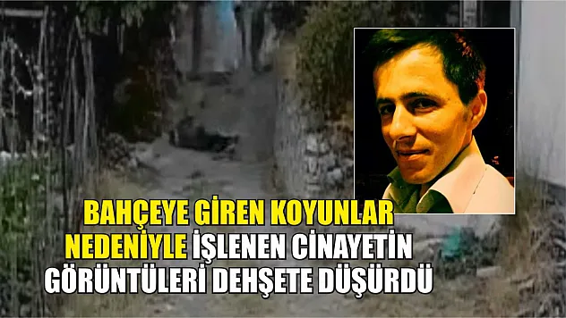 Bahçeye giren koyunlar nedeniyle işlenen cinayetin görüntüleri dehşete düşürdü