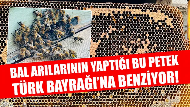 Bal arılarının yaptığı bu petek Türk Bayrağı'na benziyor