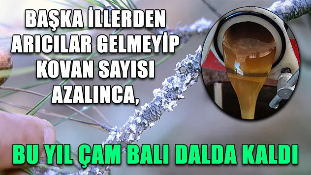 Başka illerden arıcılar gelmeyip kovan sayısı azalınca, bu yıl çam balı dalda kaldı
