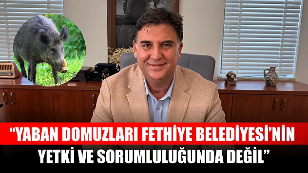 Başkan Karaca 'Yaban Domuzları Fethiye Belediyesi'nin Yetki ve Sorumluluğunda Değil'