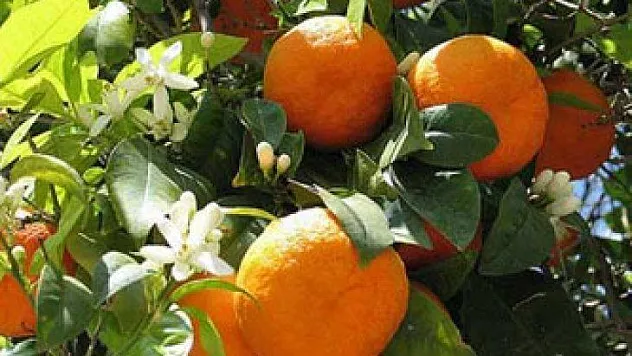 Başvurular 25 Haziran'da sona eriyor