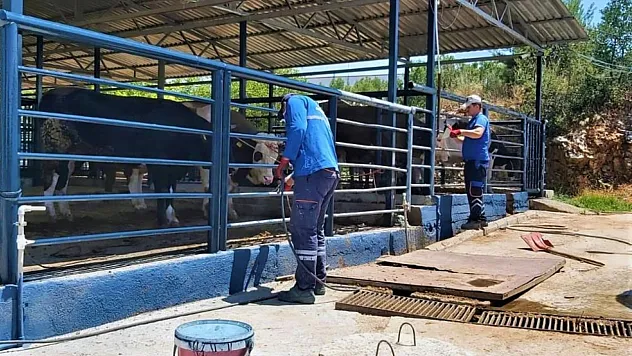 Bayır ve Düğerek Hayvan Pazarları Bayram Boyunca Açık