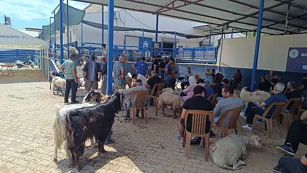 Bayramın İlk Gününde Fethiye Mezbahasında Yoğun Mesai