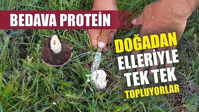 Bedava protein, doğadan elleriyle tek tek topluyorlar