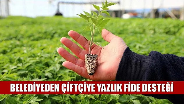 Belediyeden çiftçiye yazlık fide desteği