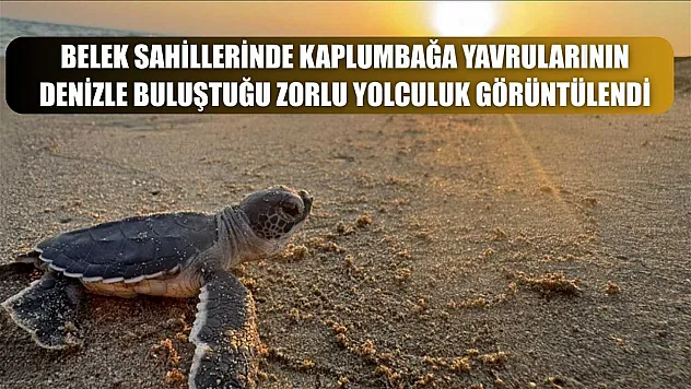 Belek sahillerinde kaplumbağa yavrularının denizle buluştuğu zorlu yolculuk görüntülendi